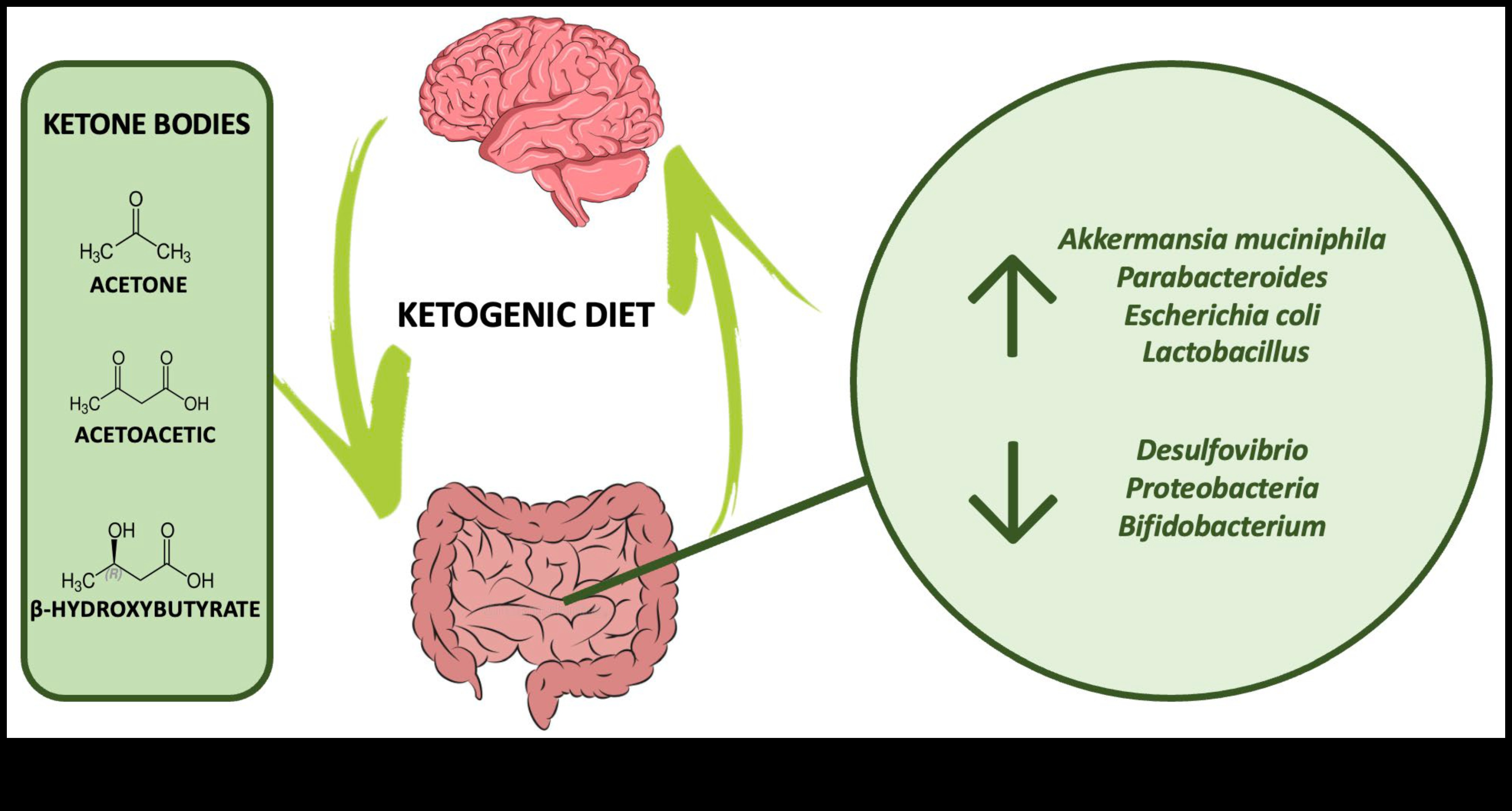 Keto ve Bağırsak Mikrobiyomu: Dinamik Bir Etkileşim