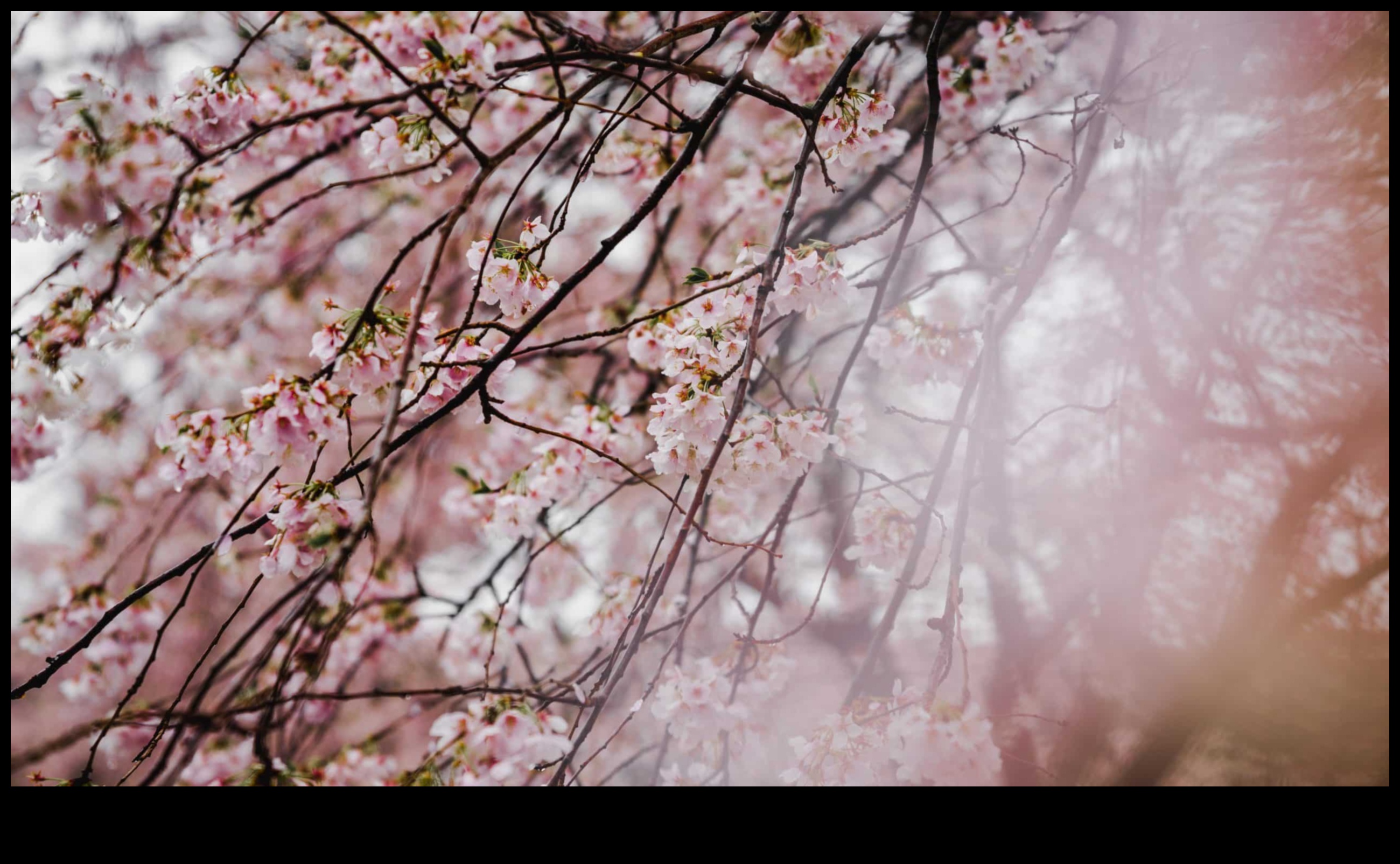 Sakura Serenatı: Japon Kiraz Çiçeği Büyüsü