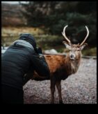 Yaban Hayatı Harikaları Hayvan Fotoğrafçılığı Stilleriyle Doğanın Görkemini Yakalayın